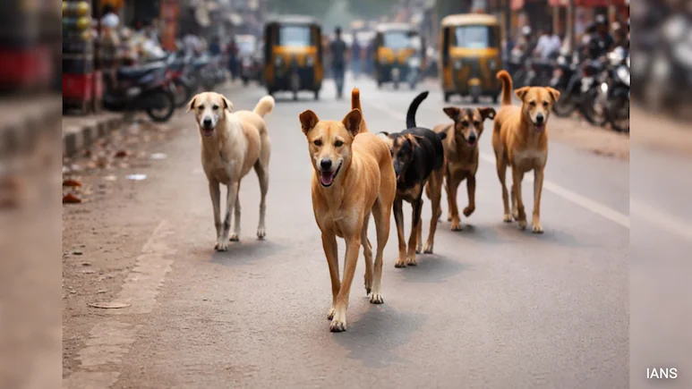 Punjab to remove stray dogs